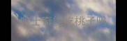 哈士奇能吃桃子吗