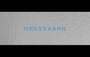 拉布拉多生长各阶段