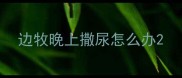 边牧晚上撒尿怎么办