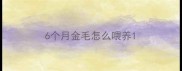 6个月金毛怎么喂养