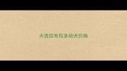 大连拉布拉多幼犬价格
