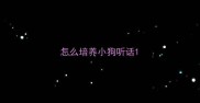 怎么培养小狗听话