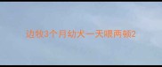 边牧3个月幼犬一天喂两顿