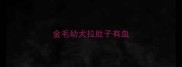 金毛幼犬拉肚子有血