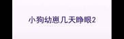 小狗幼崽几天睁眼