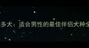 拉布拉多犬适合男性的最佳伴侣犬种全攻略
