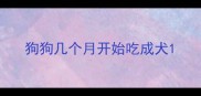 狗狗几个月开始吃成犬