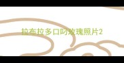 拉布拉多口叼玫瑰照片