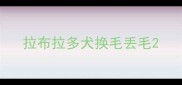 拉布拉多犬换毛丢毛