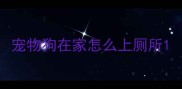宠物狗在家怎么上厕所