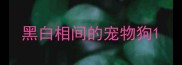 黑白相间的宠物狗