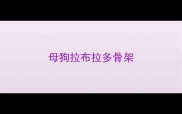 母狗拉布拉多骨架