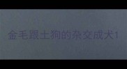 金毛跟土狗的杂交成犬