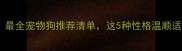 新手必看最全宠物狗推荐清单这5种性格温顺适合家庭饲养