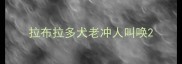 拉布拉多犬老冲人叫唤