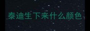 泰迪生下来什么颜色