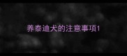 养泰迪犬的注意事项