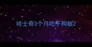 哈士奇3个月吃干狗粮