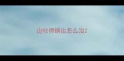 边牧得螨虫怎么治