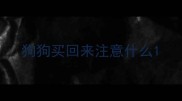 狗狗买回来注意什么