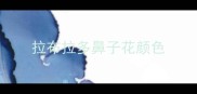 拉布拉多鼻子花颜色
