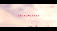 拉布拉多幼犬吃屎怎么办