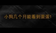 小狗几个月能看到蛋蛋