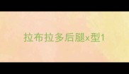 拉布拉多后腿x型