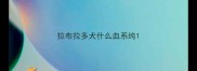 拉布拉多犬什么血系纯