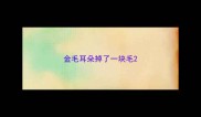 金毛耳朵掉了一块毛
