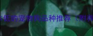 10大饲养成本低的宠物狗品种推荐附养护全攻略