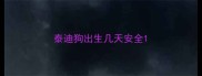 泰迪狗出生几天安全