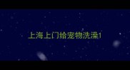 上海上门给宠物洗澡