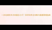 一岁边境牧羊犬体重多少斤科学饲养全攻略与健康管理指南