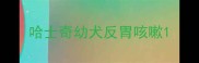 哈士奇幼犬反胃咳嗽