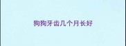 狗狗牙齿几个月长好