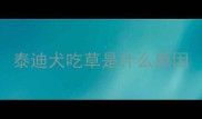 泰迪犬吃草是什么原因