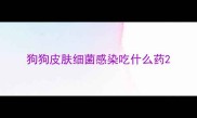 狗狗皮肤细菌感染吃什么药
