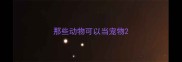 那些动物可以当宠物