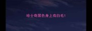 哈士奇黑色身上有白毛