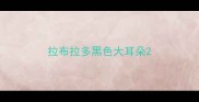 拉布拉多黑色大耳朵