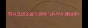 猫咪洗澡的最佳频率与科学护理指南