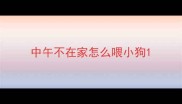 中午不在家怎么喂小狗