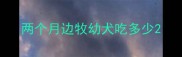 两个月边牧幼犬吃多少