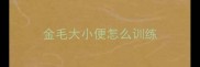 金毛大小便怎么训练
