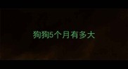 狗狗5个月有多大