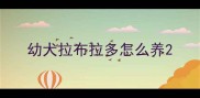 幼犬拉布拉多怎么养