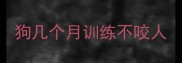 狗几个月训练不咬人