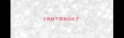 小狗肚子里有虫吐了