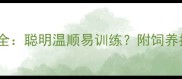 泰迪犬性格特点全聪明温顺易训练附饲养指南与常见误区